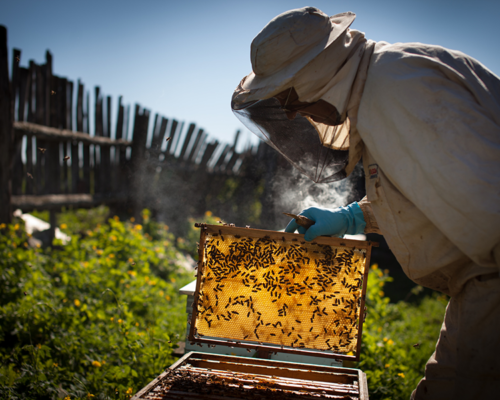 projekt Pszczelarium