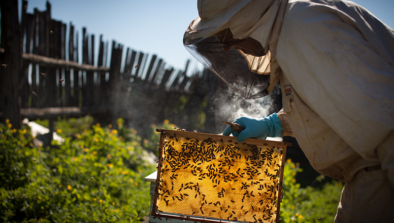 projekt Pszczelarium