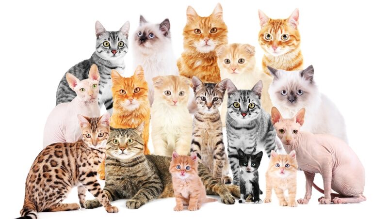 Rasy kotów